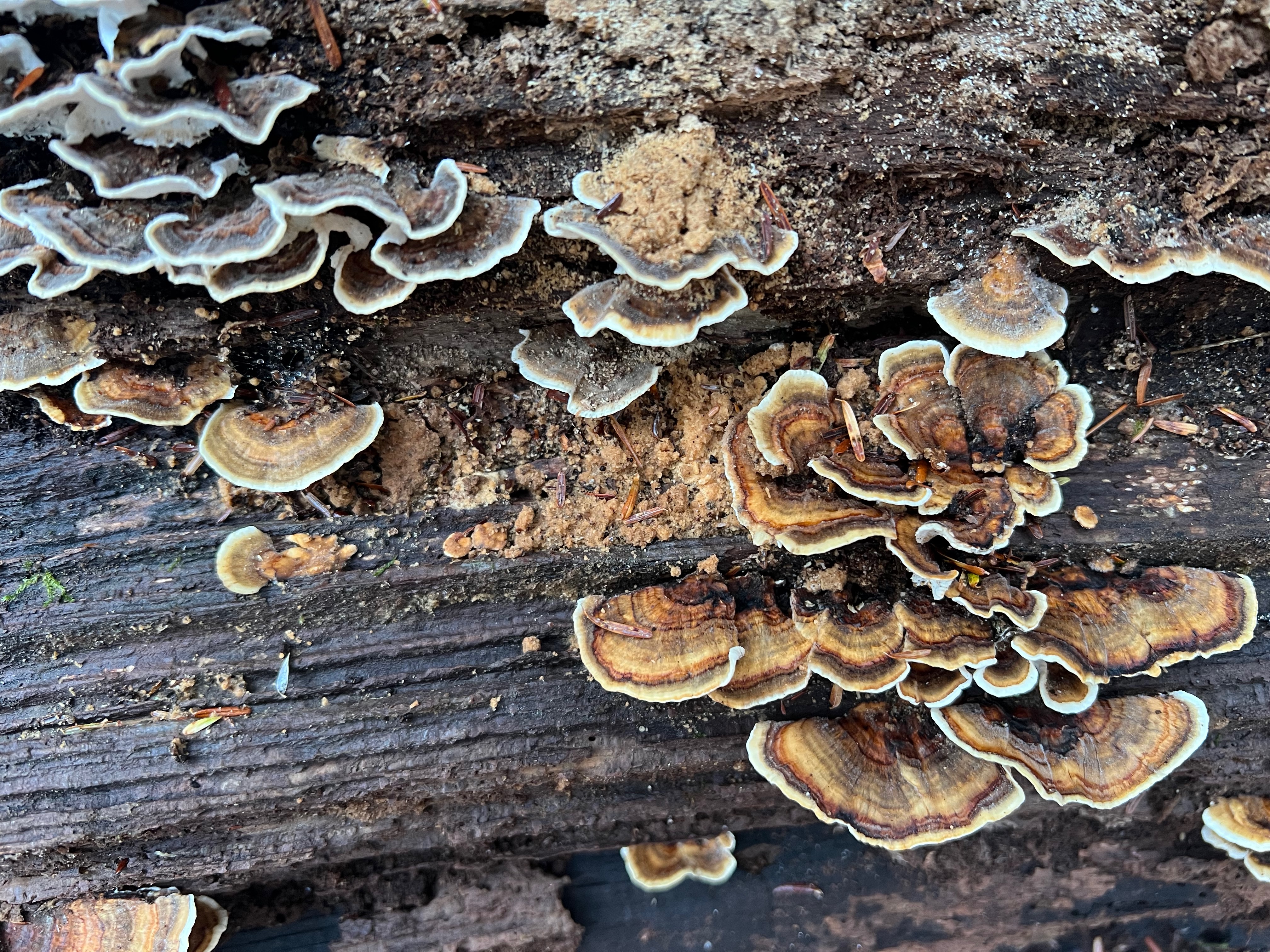 Trametes versicolor